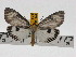  ( - ZWIER DNA 0739)  @14 [ ] Copyright (2010) Unspecified Research Collection of Jaap Zwier
