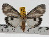  ( - ZWIER DNA 0740)  @15 [ ] Copyright (2010) Unspecified Research Collection of Jaap Zwier