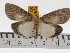  (Neochera inops - ZWIER DNA 0775)  @15 [ ] Copyright (2010) Unspecified Research Collection of Jaap Zwier