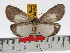  (Neochera inops fennekenae - ZWIER DNA 0776)  @15 [ ] Copyright (2010) Unspecified Research Collection of Jaap Zwier