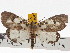  ( - ZWIER DNA 0794)  @15 [ ] Copyright (2010) Unspecified Research Collection of Jaap Zwier