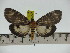  ( - ZWIER DNA 0210)  @11 [ ] Copyright (2010) Unspecified Research Collection of Jaap Zwier