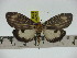  ( - ZWIER DNA 0212)  @11 [ ] Copyright (2010) Unspecified Research Collection of Jaap Zwier
