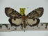  ( - ZWIER DNA 0215)  @11 [ ] Copyright (2010) Unspecified Research Collection of Jaap Zwier