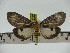 ( - ZWIER DNA 0216)  @11 [ ] Copyright (2010) Unspecified Research Collection of Jaap Zwier