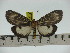  ( - ZWIER DNA 0218)  @11 [ ] Copyright (2010) Unspecified Research Collection of Jaap Zwier
