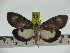  ( - ZWIER DNA 0221)  @11 [ ] Copyright (2010) Unspecified Research Collection of Jaap Zwier