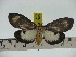  ( - ZWIER DNA 0225)  @11 [ ] Copyright (2010) Unspecified Research Collection of Jaap Zwier