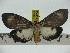  ( - ZWIER DNA 0226)  @11 [ ] Copyright (2010) Unspecified Research Collection of Jaap Zwier