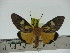  ( - ZWIER DNA 0280)  @11 [ ] Copyright (2010) Unspecified Research Collection of Jaap Zwier