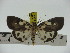  ( - ZWIER DNA 0292)  @11 [ ] Copyright (2010) Unspecified Research Collection of Jaap Zwier
