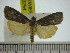  ( - ZWIER DNA 0294)  @11 [ ] Copyright (2010) Unspecified Research Collection of Jaap Zwier