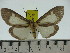  (Asota albiformis ternatensis - ZWIER DNA 0310)  @11 [ ] Copyright (2010) Unspecified Research Collection of Jaap Zwier