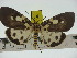  ( - ZWIER DNA 0320)  @13 [ ] Copyright (2010) Unspecified Research Collection of Jaap Zwier
