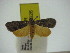  (Sommeria hearseyana - ZWIER DNA 0326)  @13 [ ] Copyright (2010) Unspecified Research Collection of Jaap Zwier