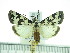  (Sommeria serratula - ZWIER DNA 0338)  @13 [ ] Copyright (2010) Unspecified Research Collection of Jaap Zwier