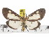  (Asota plana centralis - ZWIER DNA 0849)  @14 [ ] CreativeCommons - Attribution Non-Commercial Share-Alike (2012) J. H. H. Zwier Unspecified