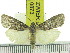  (Sommeria meridionalis - ZWIER DNA 0873)  @14 [ ] CreativeCommons - Attribution Non-Commercial Share-Alike (2012) J. H. H. Zwier Unspecified