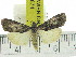  (Sommeria meridionalis thamaritica - ZWIER DNA 0874)  @14 [ ] CreativeCommons - Attribution Non-Commercial Share-Alike (2012) J. H. H. Zwier Unspecified