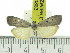  (Sommeria ostentata - ZWIER DNA 0883)  @13 [ ] CreativeCommons - Attribution Non-Commercial Share-Alike (2012) J. H. H. Zwier Unspecified