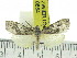  (Sommeria sp - ZWIER DNA 0884)  @14 [ ] CreativeCommons - Attribution Non-Commercial Share-Alike (2012) J. H. H. Zwier Unspecified