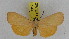  (Sommeria lithosioides - ZWIER DNA 0944)  @13 [ ] CreativeCommons - Attribution Non-Commercial Share-Alike (2012) J. H. H. Zwier Unspecified