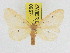  (Soloe tripunctata - ZWIER DNA 0957)  @14 [ ] CreativeCommons - Attribution Non-Commercial Share-Alike (2012) J. H. H. Zwier Unspecified