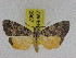  (Sommeria culta - ZWIER DNA 0967)  @14 [ ] CreativeCommons - Attribution Non-Commercial Share-Alike (2012) J. H. H. Zwier Unspecified