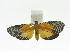  ( - ZWIER DNA 0022)  @11 [ ] Copyright (2010) Unspecified Research Collection of Jaap Zwier