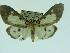  (Asota plana persecta - ZWIER DNA 0049)  @12 [ ] Copyright (2010) Unspecified Research Collection of Jaap Zwier