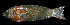  ( - AH9BK95)  @11 [ ] CreativeCommons  Attribution Non-Commercial (by-nc) (2017) Unspecified Smithsonian Institution National Museum of Natural History