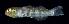  (Eviota epiphanes - AH9BL34)  @11 [ ] CreativeCommons  Attribution Non-Commercial (by-nc) (2017) Unspecified Smithsonian Institution National Museum of Natural History