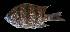  ( - AH9BL81)  @11 [ ] CreativeCommons  Attribution Non-Commercial (by-nc) (2017) Unspecified Smithsonian Institution National Museum of Natural History