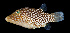  (Canthigaster jactator - AH9BM88)  @11 [ ] CreativeCommons  Attribution Non-Commercial (by-nc) (2017) Unspecified Smithsonian Institution National Museum of Natural History