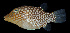  ( - AH9BM96)  @11 [ ] CreativeCommons  Attribution Non-Commercial (by-nc) (2017) Unspecified Smithsonian Institution National Museum of Natural History