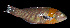 ( - AH9BN95)  @11 [ ] CreativeCommons  Attribution Non-Commercial (by-nc) (2017) Unspecified Smithsonian Institution National Museum of Natural History
