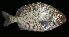  (Kyphosus hawaiiensis - AI2EN73)  @11 [ ] CreativeCommons  Attribution Non-Commercial (by-nc) (2017) Unspecified Smithsonian Institution National Museum of Natural History