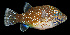  ( - AI2EN76)  @11 [ ] CreativeCommons  Attribution Non-Commercial (by-nc) (2017) Unspecified Smithsonian Institution National Museum of Natural History
