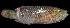  ( - AI2EO83)  @11 [ ] CreativeCommons  Attribution Non-Commercial (by-nc) (2017) Unspecified Smithsonian Institution National Museum of Natural History