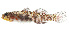  (Eviota susanae - KB18-003)  @11 [ ] CreativeCommons  Attribution Non-Commercial (by-nc) (2018) Unspecified Smithsonian Institution National Museum of Natural History