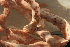  ( - RBCM-S13-3003)  @11 [ ] CreativeCommons - Attribution (2013) Kathryn Hotke Centre for Biodiversity Genomics