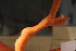  ( - RBCM-S13-3004)  @11 [ ] CreativeCommons - Attribution (2013) Kathryn Hotke Centre for Biodiversity Genomics