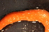  ( - RBCM-S13-3004)  @11 [ ] CreativeCommons - Attribution (2013) Kathryn Hotke Centre for Biodiversity Genomics