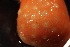  ( - RBCM-S13-3004)  @11 [ ] CreativeCommons - Attribution (2013) Kathryn Hotke Centre for Biodiversity Genomics