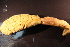  ( - RBCM-S13-3066)  @11 [ ] CreativeCommons - Attribution (2013) Kathryn Hotke Centre for Biodiversity Genomics