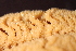  ( - RBCM-S13-3066)  @11 [ ] CreativeCommons - Attribution (2013) Kathryn Hotke Centre for Biodiversity Genomics