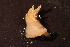  ( - RBCM-S13-4049)  @11 [ ] CreativeCommons - Attribution (2013) Kathryn Hotke Centre for Biodiversity Genomics