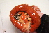  ( - RICK-1093)  @13 [ ] CreativeCommons - Attribution (2013) Kathryn Hotke Centre for Biodiversity Genomics