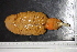  ( - KHBC-S13-0023)  @13 [ ] CreativeCommons - Attribution (2013) Kathryn Hotke Centre for Biodiversity Genomics