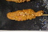  ( - RICK-0049)  @13 [ ] CreativeCommons - Attribution (2013) Kathryn Hotke Centre for Biodiversity Genomics